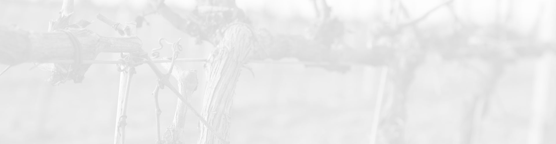 FONDO-podar-vid-_2e1acb4e94850c1f9007a8e899203655